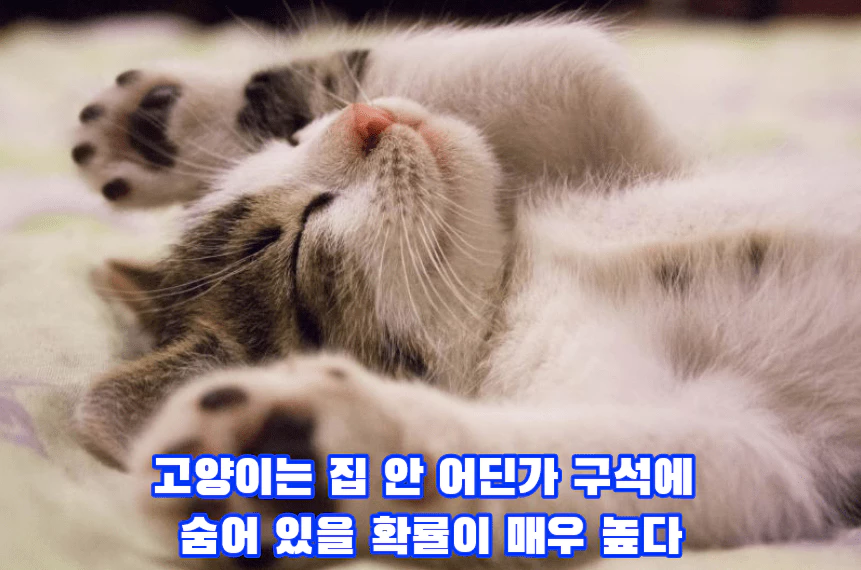 누워서 자는 아기 고양이 사진