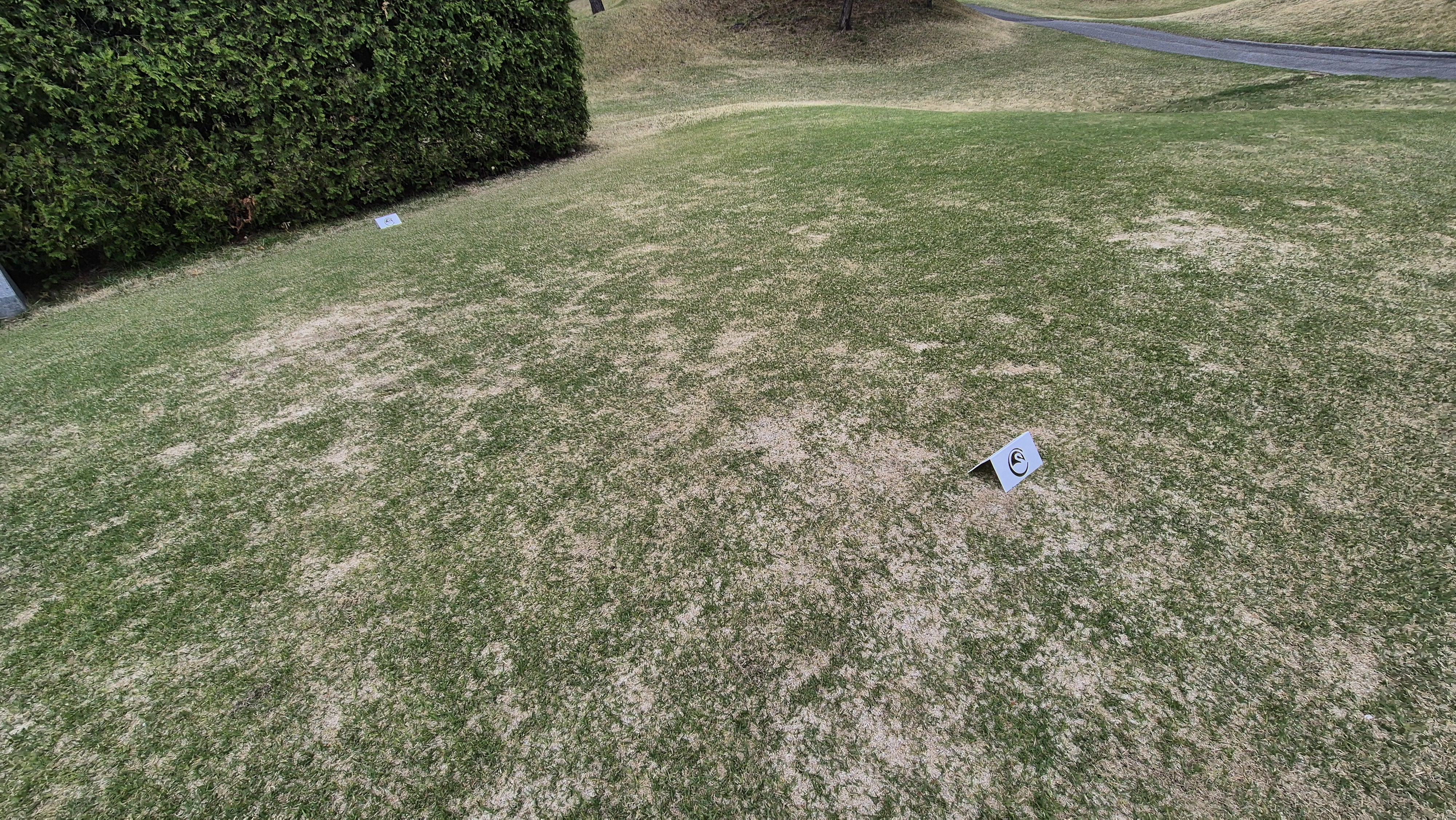 시그너스cc 코튼-라미 코스 티잉구역 상태