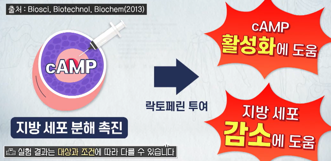 락토페린 효능