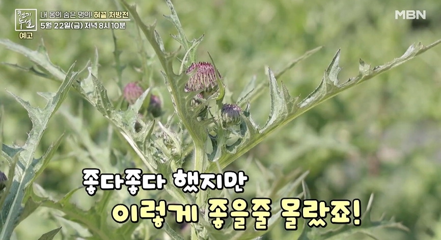 나물이미지