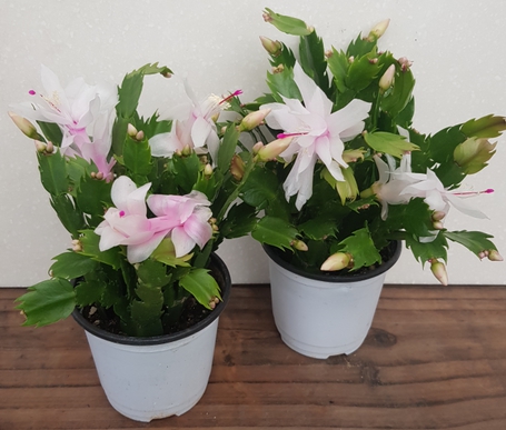 겨울 꽃 게발선인장