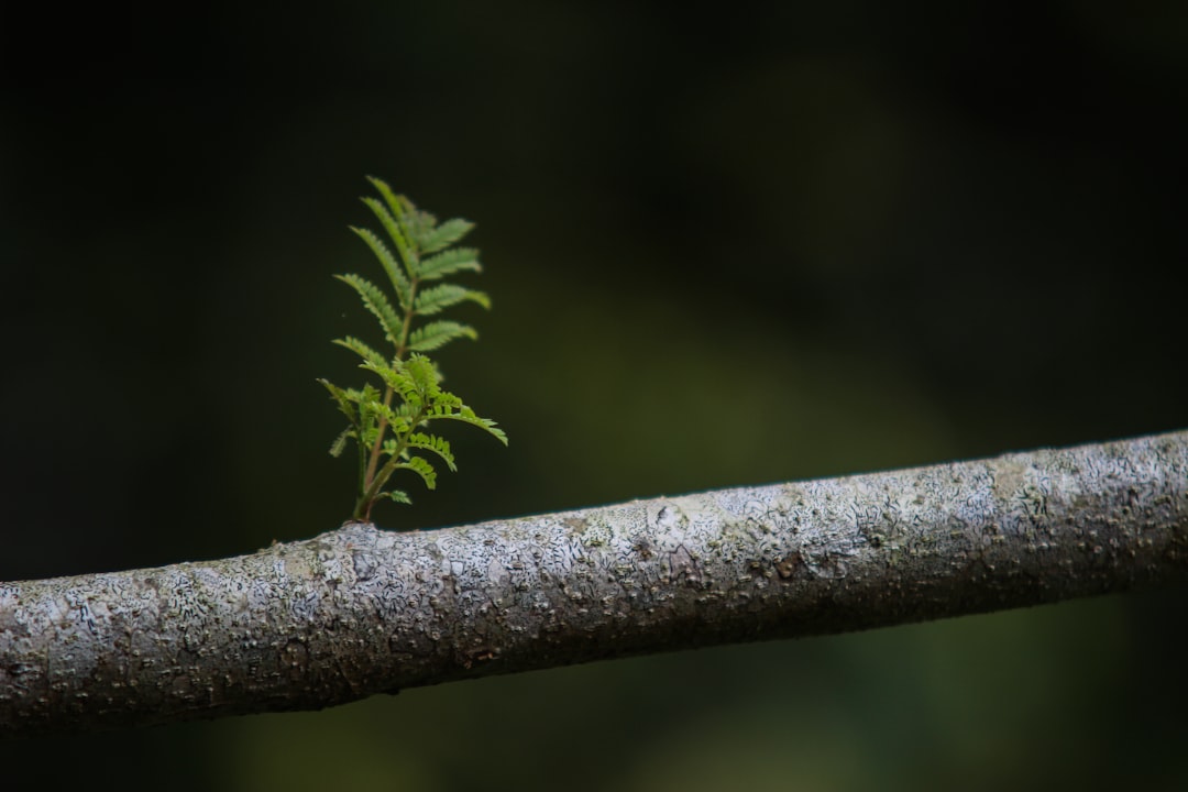 Branch
