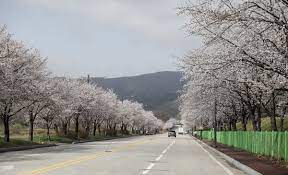 2024 계룡 향적산 봄나들이 축제 기본정보와 프로그램 및 초대가수 소개(박서진 박상철 미스트롯 유진 노라조 지원이 등 출연)