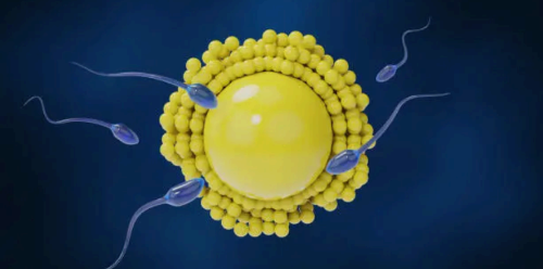 인공수정(IUI)과 시험관아기(IVF)의 차이점 - 어떤 방법이 나에게 맞을까?