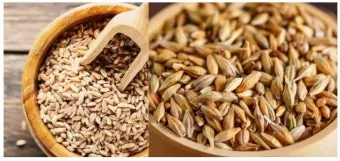 보리차 효능 부작용 섭취권장량_12