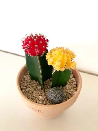 미니 선인장 키우기 물주기 통풍관리 창가배치 귀여운 관리법_13