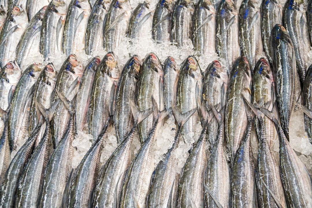 Ice fish.