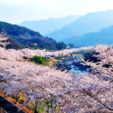  화개장터 벚꽃축제 축제