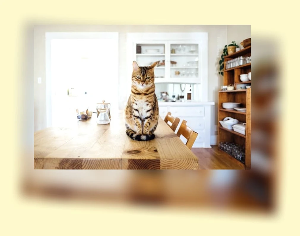 캣타워 선택_2_subsection