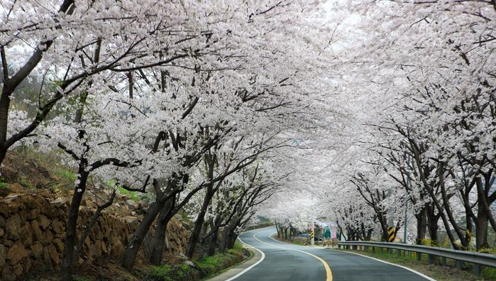 벚꽃 개화 시기·산책 동선·계절 차이·주차 정보 총정리