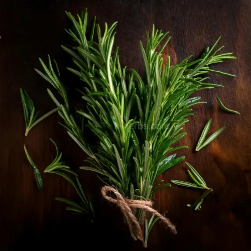 수확인 티트리 전초(잎과 줄기)