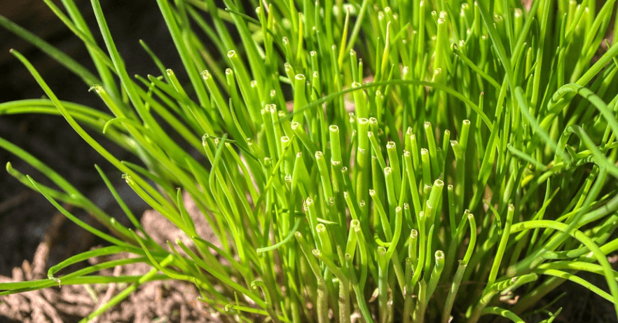 부추가 밭에서 자라고 있다