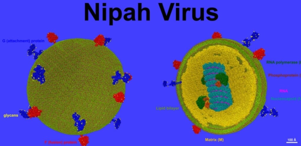 니파 바이러스 치료제