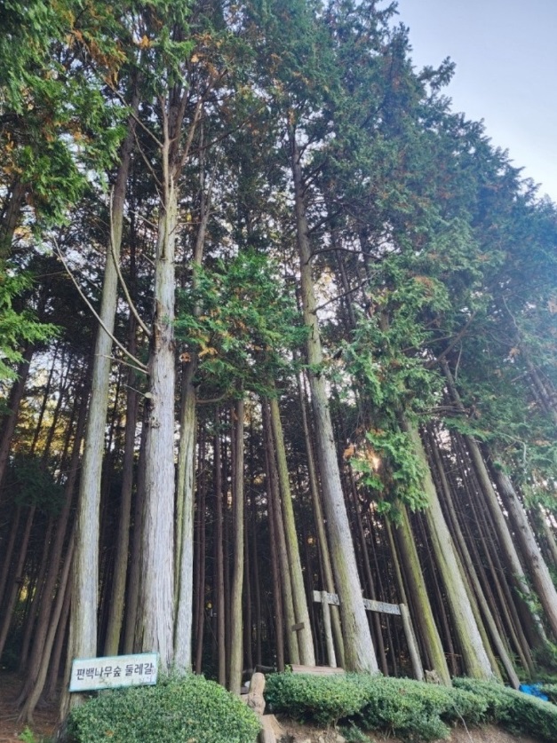 남해-창선도-토피아랜드-토피어리-정원-편백나무숲