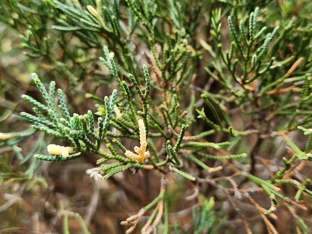 향나무 알보픽타