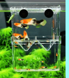 구피 치어 부화통&amp;#44; 합사 시기는?