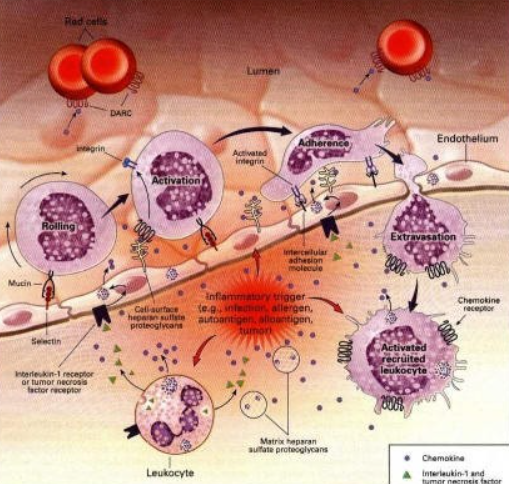 글루타치온 효능 효과 흡수율 추천제품