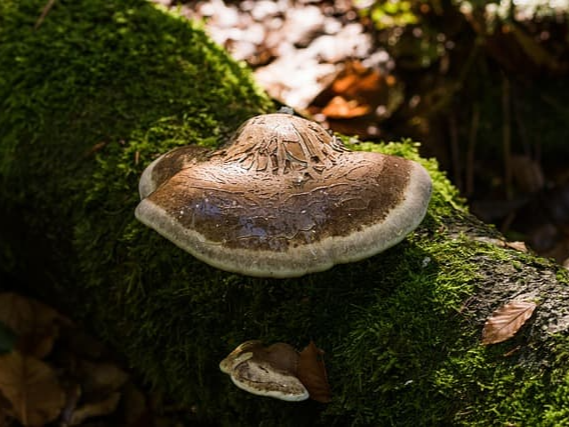 상황버섯 추출물