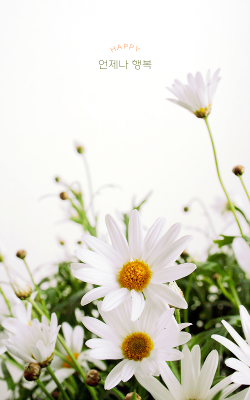 카톡 배경화면 사진 이미지