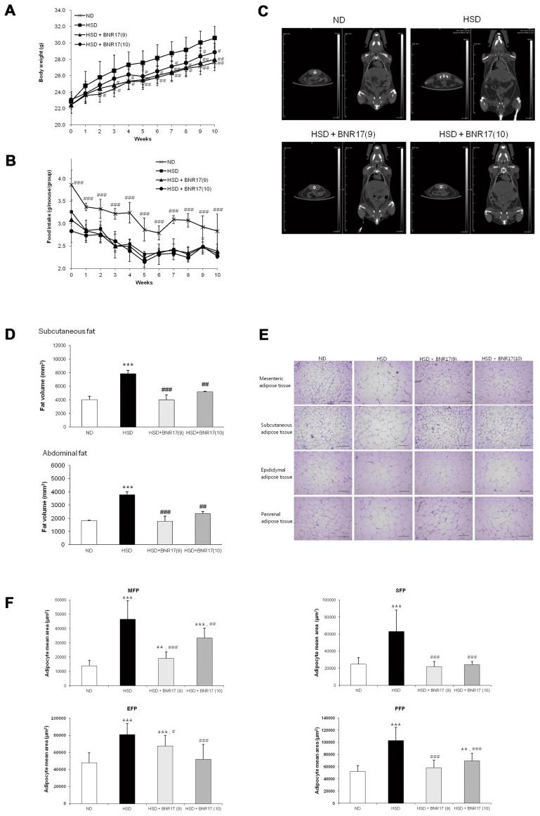 L. gasseri BNR17 supplementation decreases high-sucrose diet-induced body weight gain and fat mass accumulation