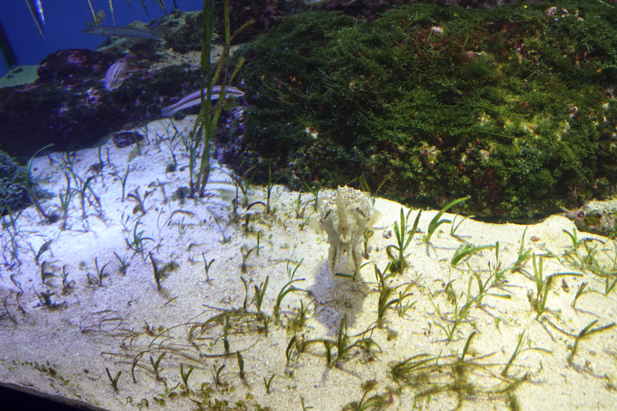 오키나와 츄라우미 수족관 해양생물들