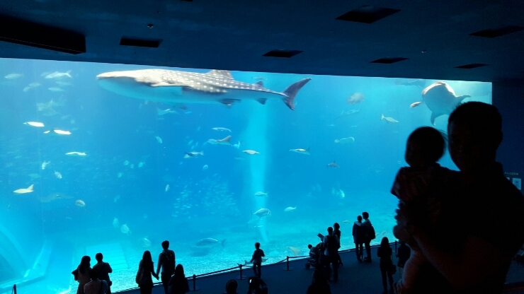 추라우미수족관의 고래상어