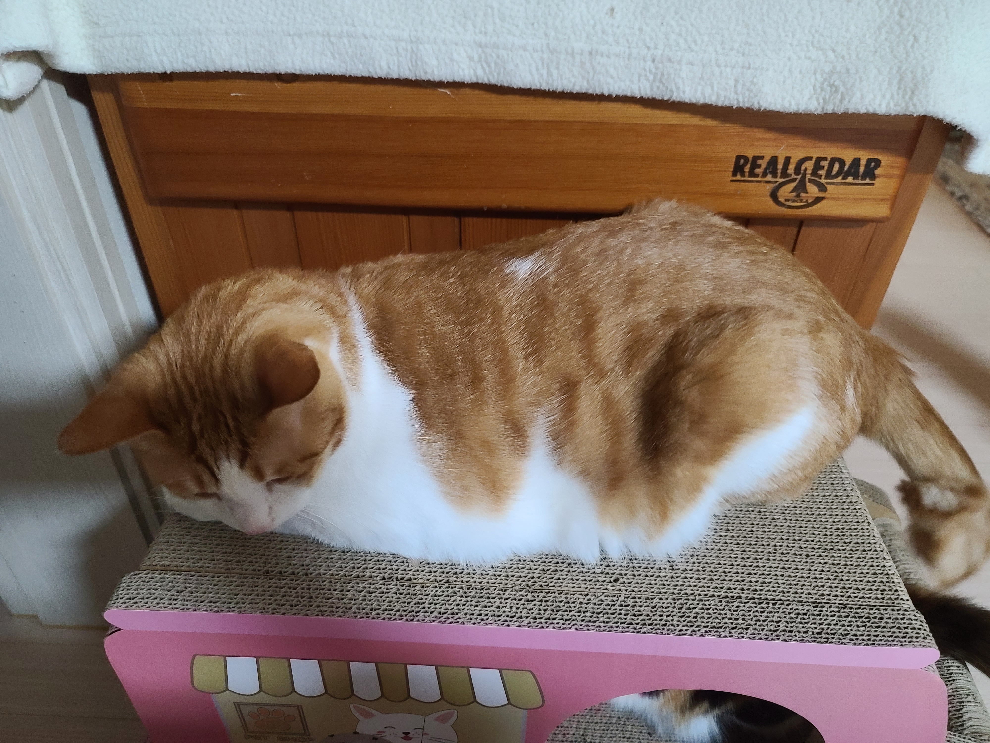 고양이들 스크래쳐를 교체했다.(자동차스크래쳐,침대형스크래쳐)