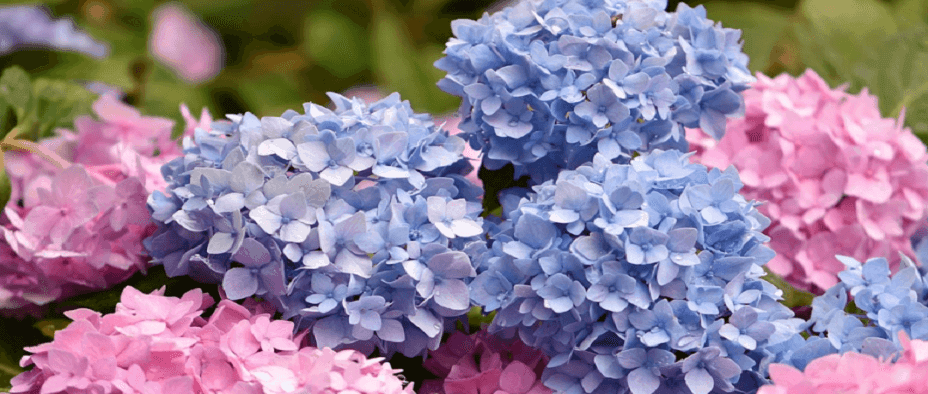 수국-꽃말 수국-꽃말