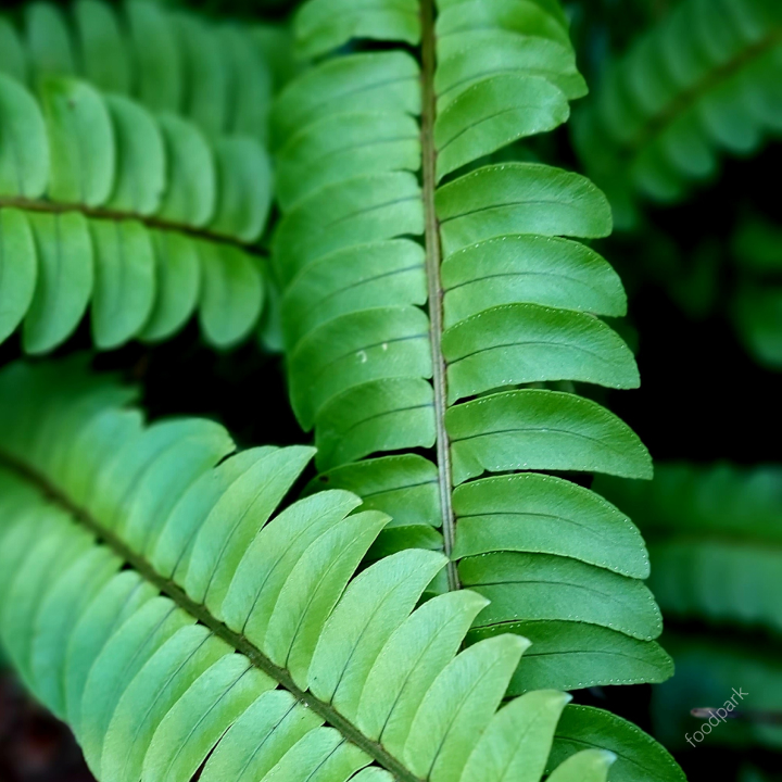 공기 청정 식물 best10