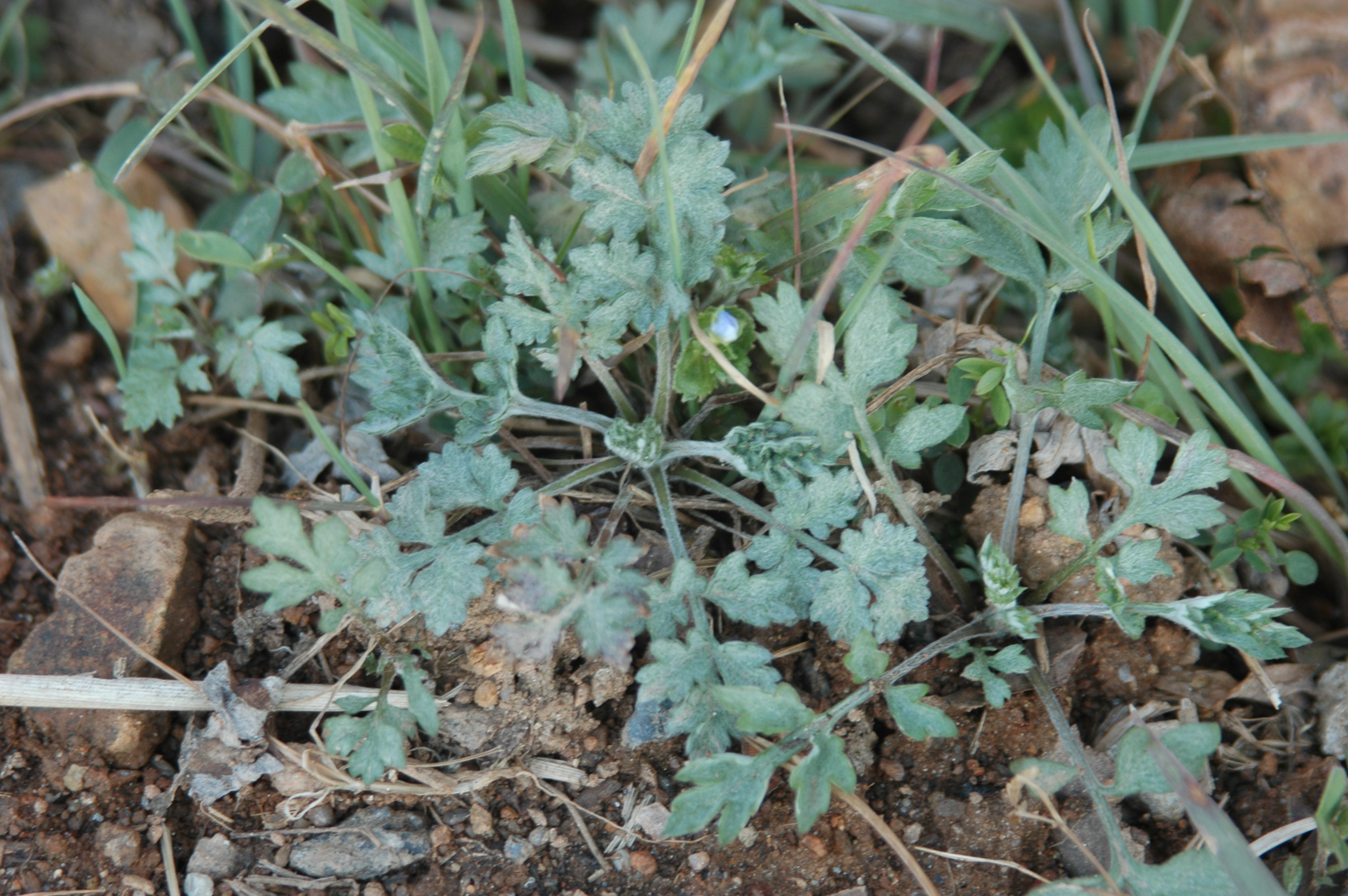 쑥 (출처 : 국립생물자원관 한반도의 생물다양성)