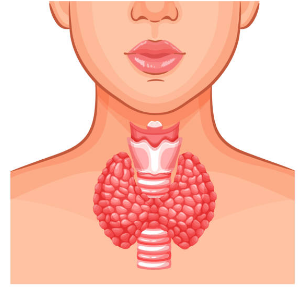 갑상선 기능 저하증 증상, 좋은음식, 수치 총정리 (2024ver)