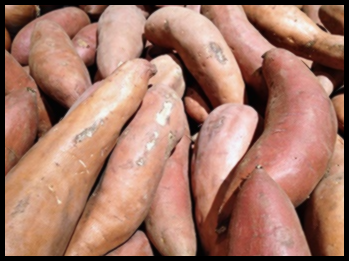 폴리코사놀 복용법