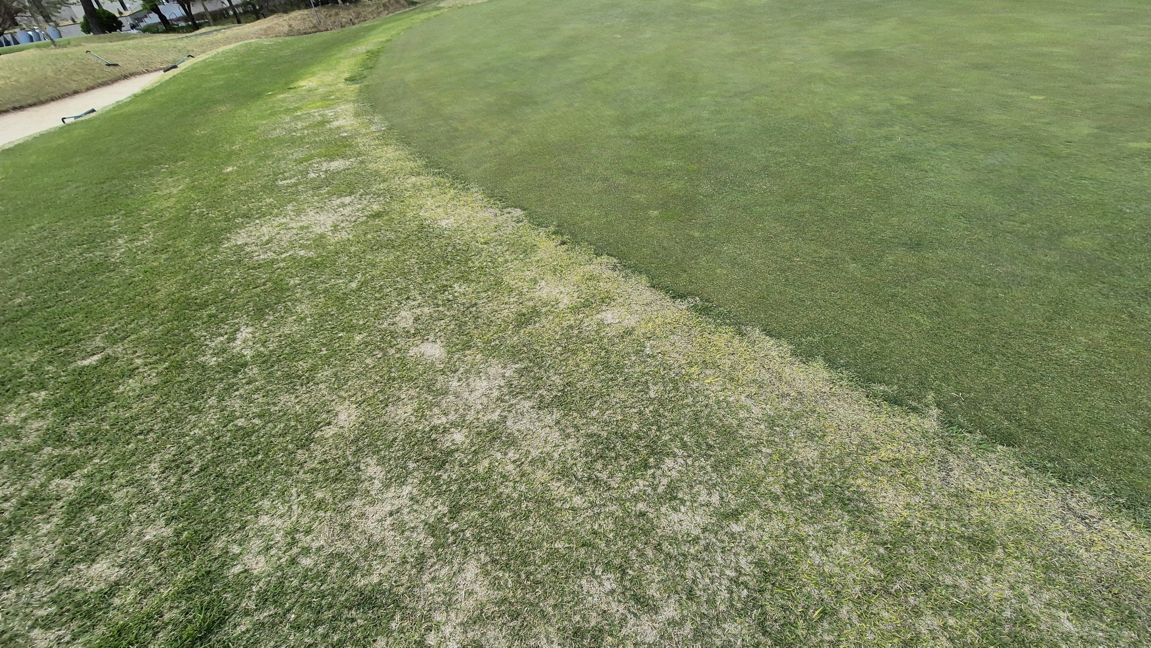 시그너스cc 코튼-라미 코스 그린 관리 상태