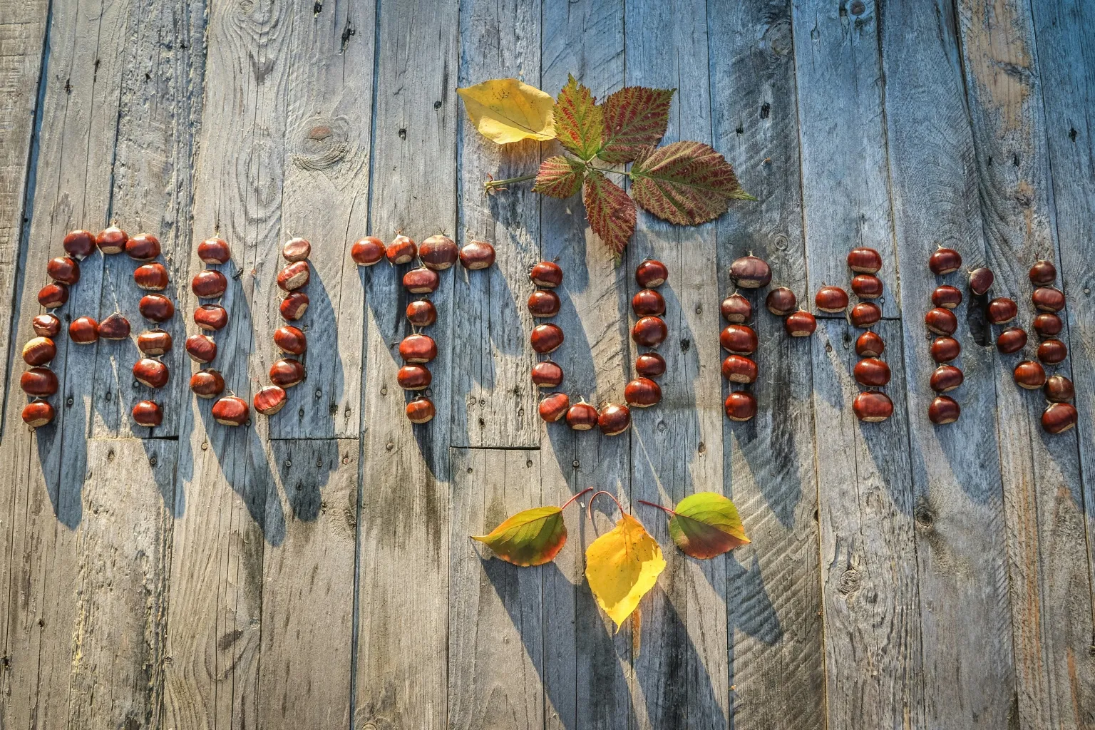 처서, 처서뜻, 처서절기, 처서음식, 처서건강식, 절기음식, 24절기, 처서밥상, 제철음식, 가을건강식, 여름끝자락음식,계절밥상