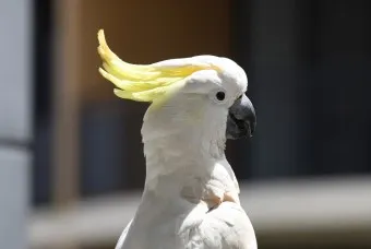 앵무새 분양 가격 키우기 분양 수명 먹이 성격 종류_24