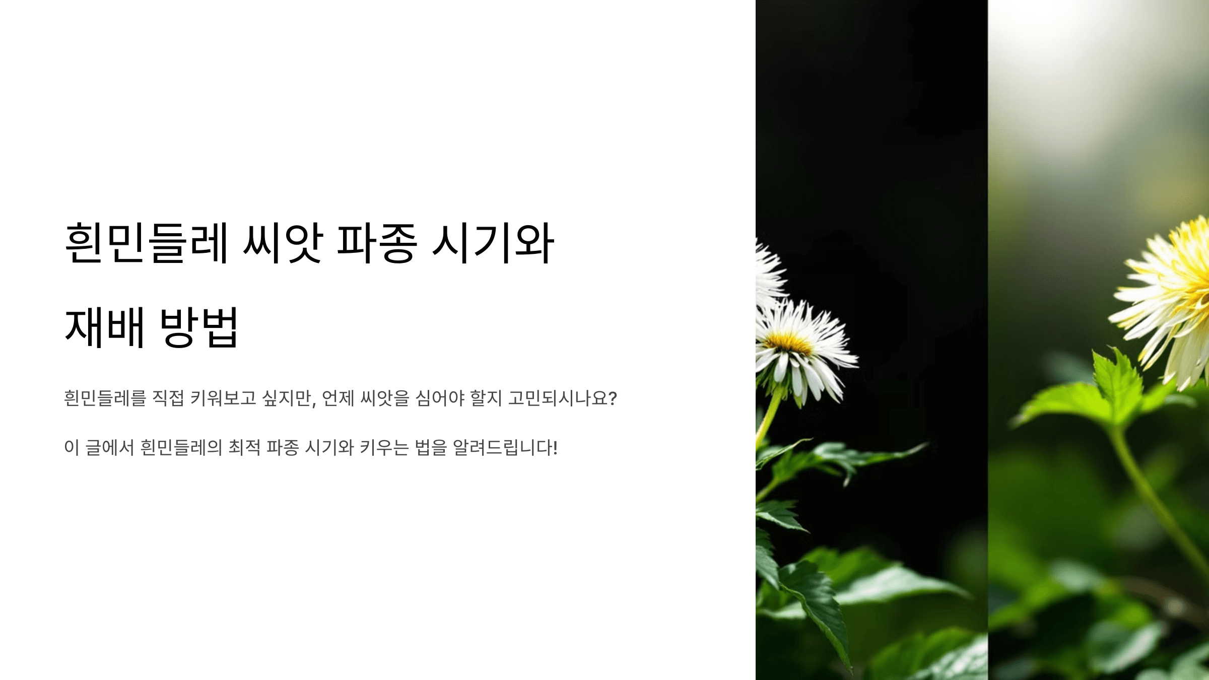 흰민들레 사진입니다.