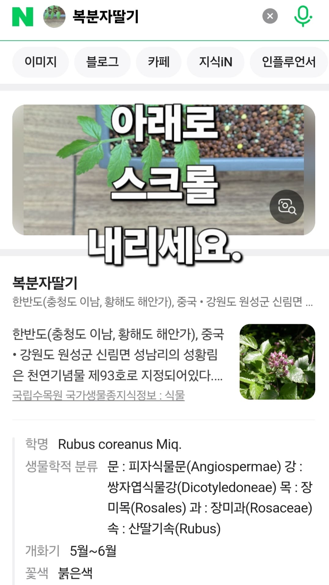 꽃이름-검색-어플-&amp;-꽃검색-하는법-안내-그럼-자동으로-스캔이-이루어지고&amp;#44;-식물-이름이-바로-네이버-검색-결과에-나타납니다.-저는-미나리가-아닌-복분자딸기라는-식물이-검색됐는데요.-페이지를-아래로-스크롤-내리면&amp;#44;