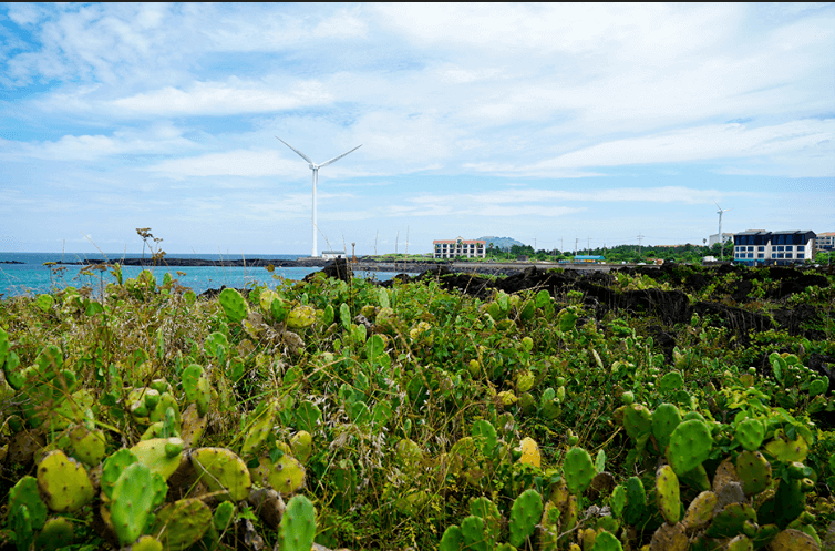 월령리-선인장자생지-한국관광공사