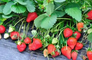 딸기 가격 및 효능 영양성분