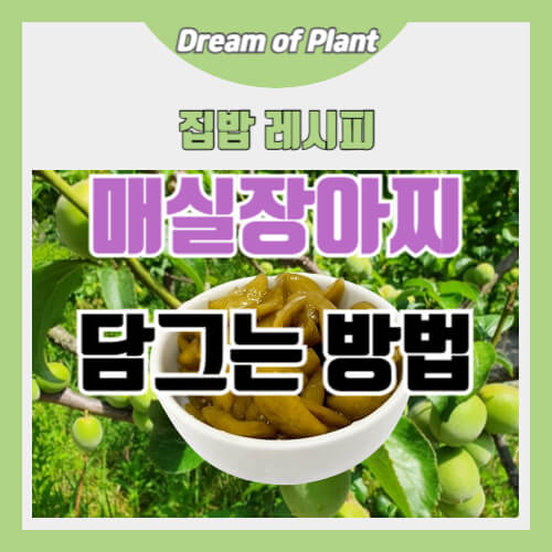 매실장아찌 담그는 방법 썸네일 이미지