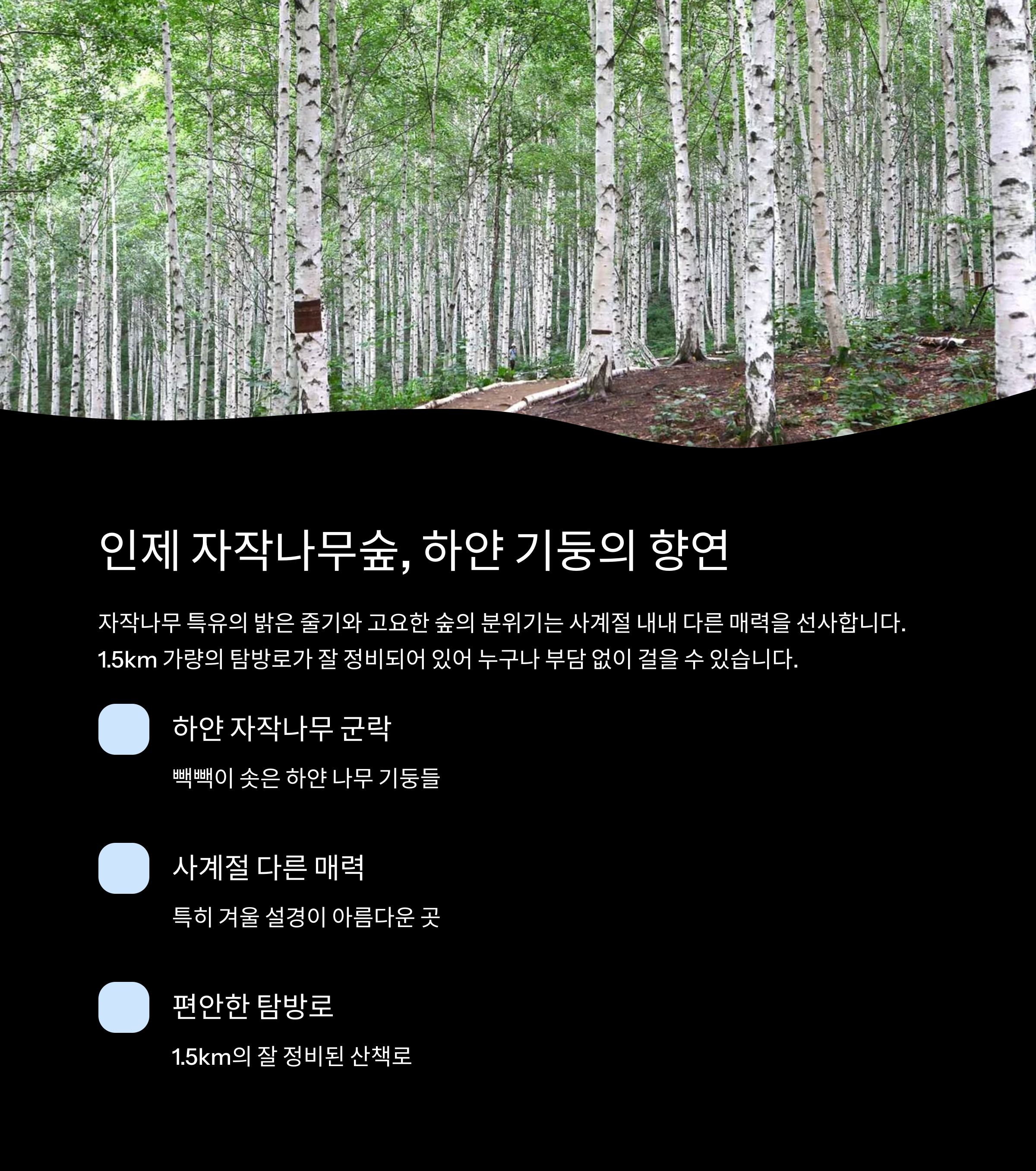 인제 자작나무숲 하얀 기둥의 향연