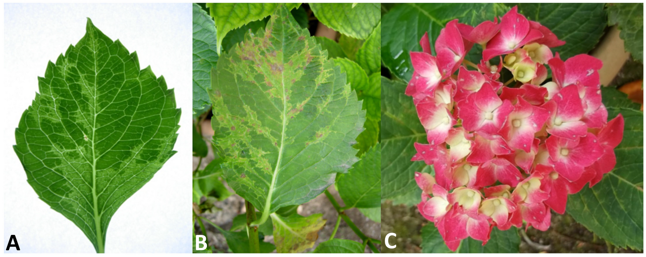 일라바이러스에 감염된 수국