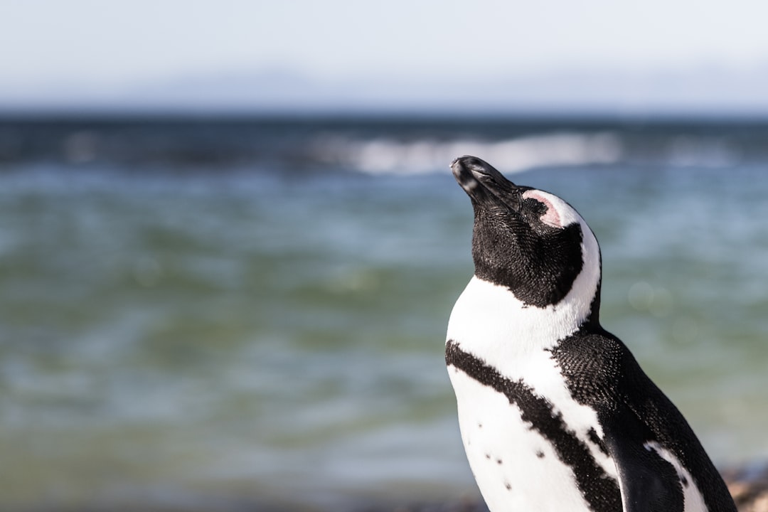 Penguin