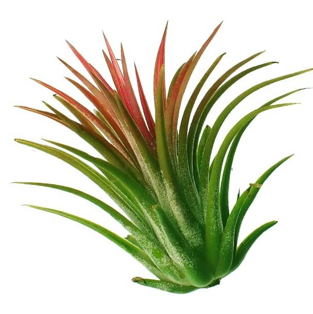 틸란드시아 이오난사