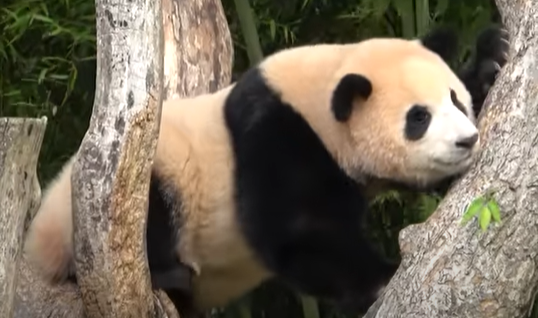 나무 타는 푸바오