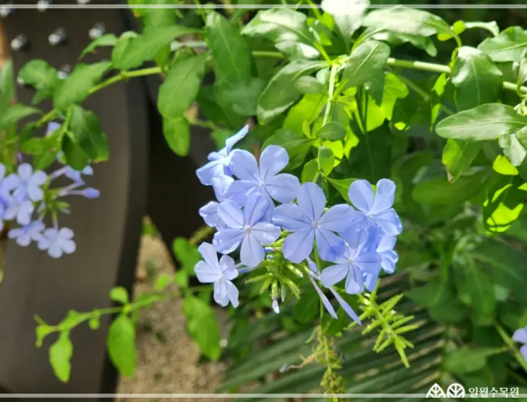 일월수목원-입장료-운영시간-주차-요금-관람