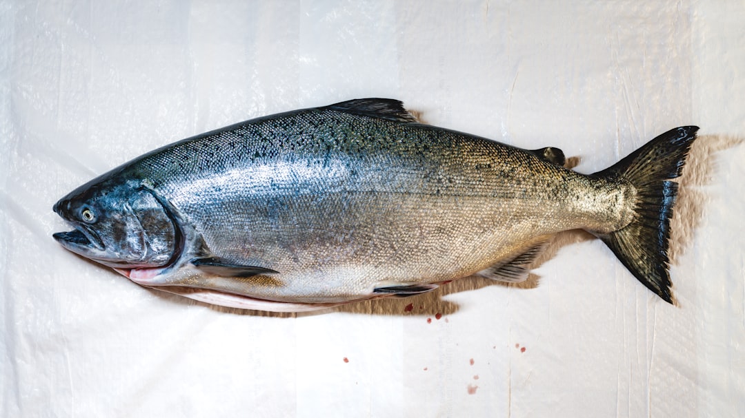 Salmon