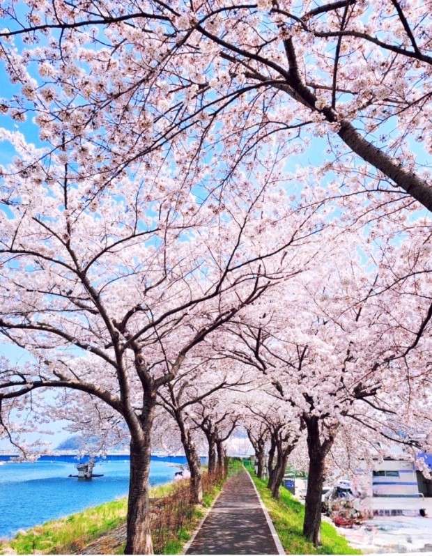 벚꽃개화시기 일정