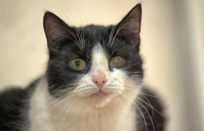 한쪽 눈이 탁한 고양이.