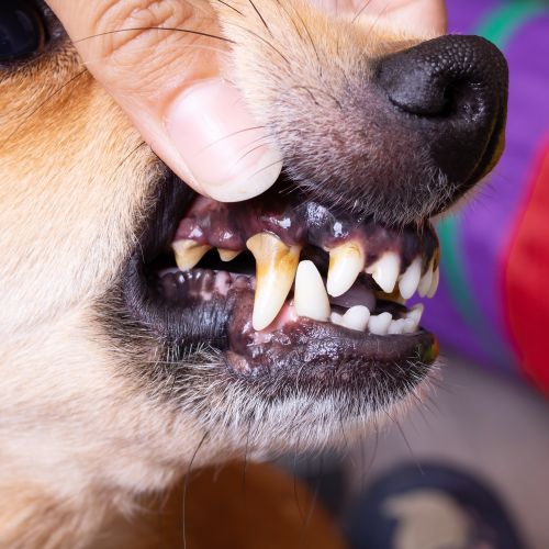 강아지 입냄새 원인과 제거 방법